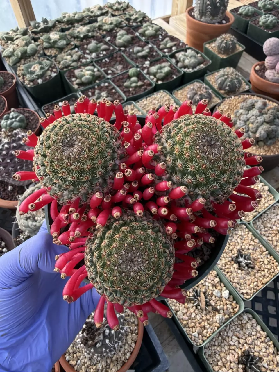 Mamillaria Huitzilopochtli cluster 5" pot thumbnail