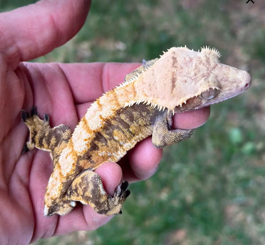 Provide Breeder Male from (HeirloomGeckos) thumbnail
