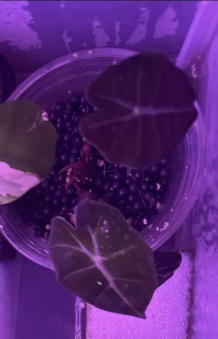 Alocasia Polly thumbnail