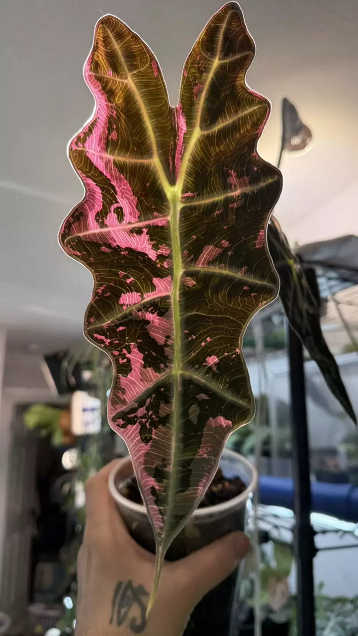 Alocasia Amazonica pink thumbnail