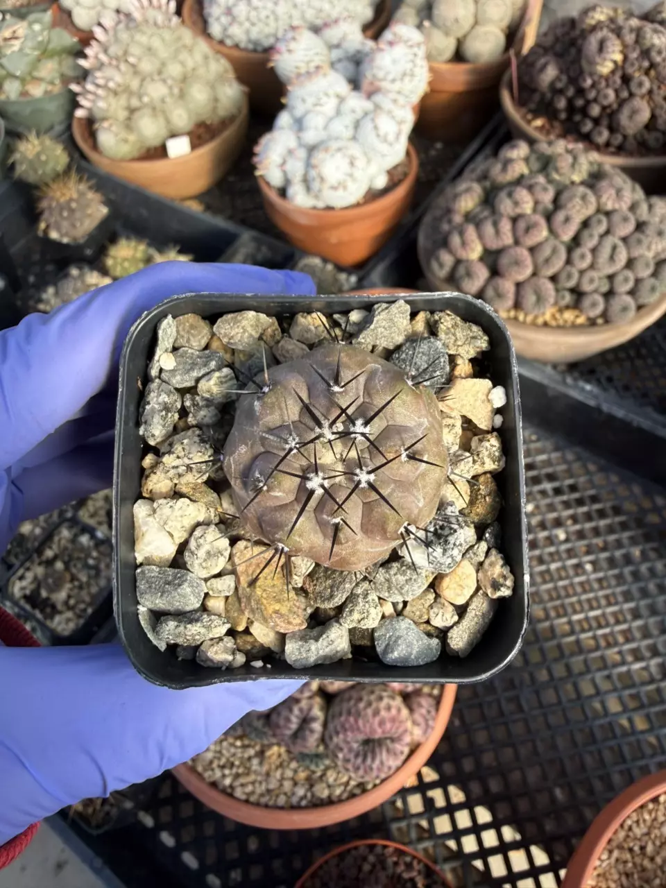 Copiapoa Cinerea 2.25" pot thumbnail