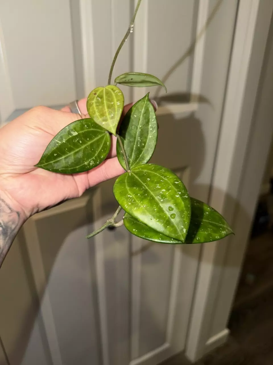 Hoya Hanhiae thumbnail