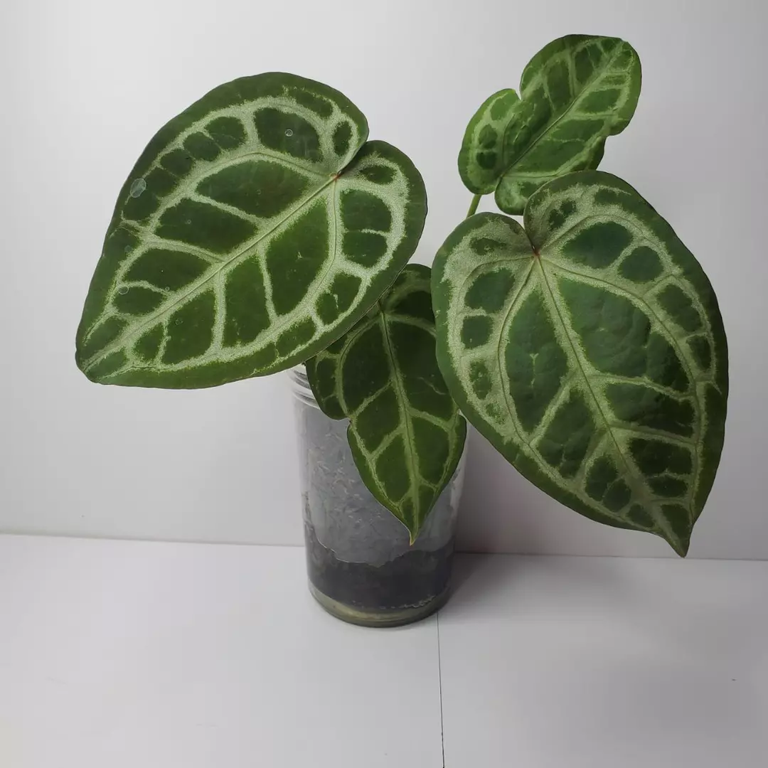 Anthurium NSE Silver Crystallinum thumbnail