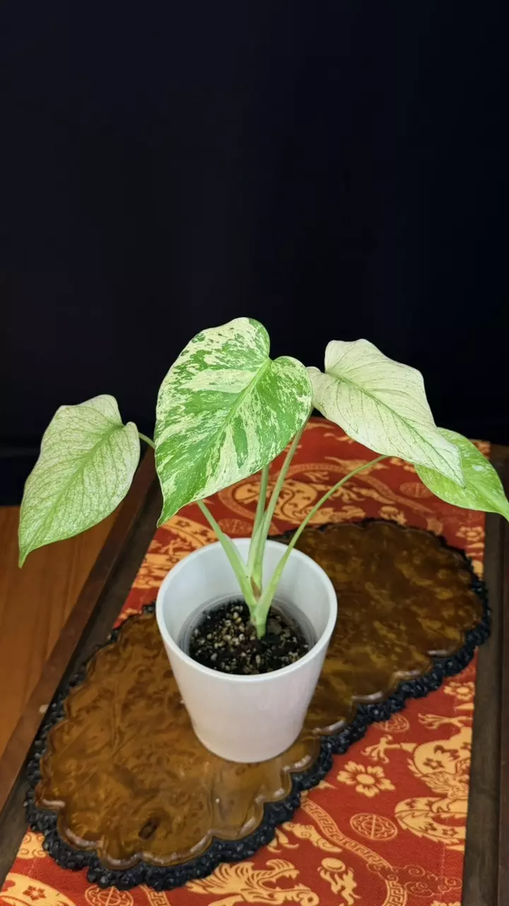 152 Monstera Deliciosa Mint Vairegated, Size M, marble color thumbnail