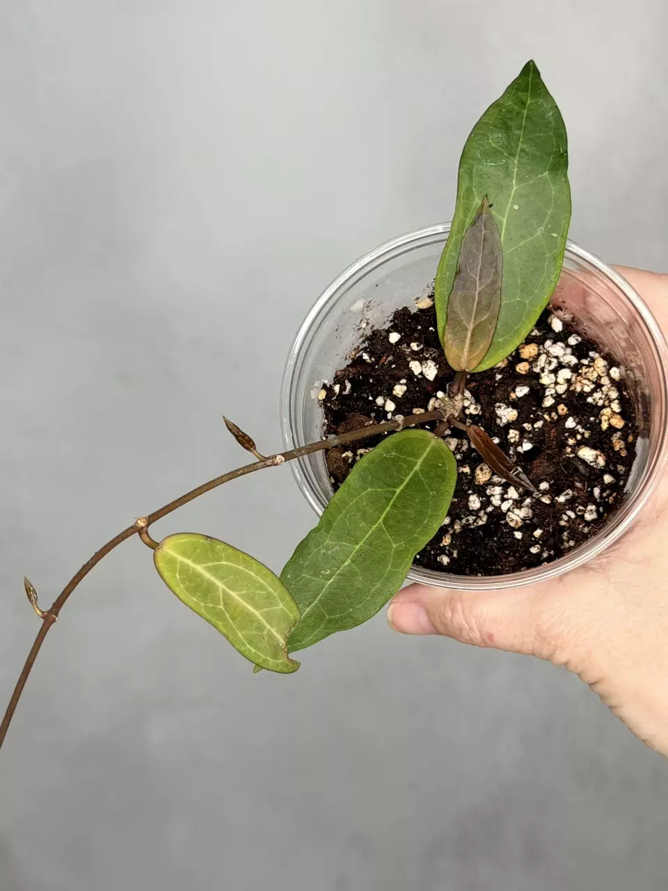 Hoya ‘Love Affair’ GTX01-01 thumbnail