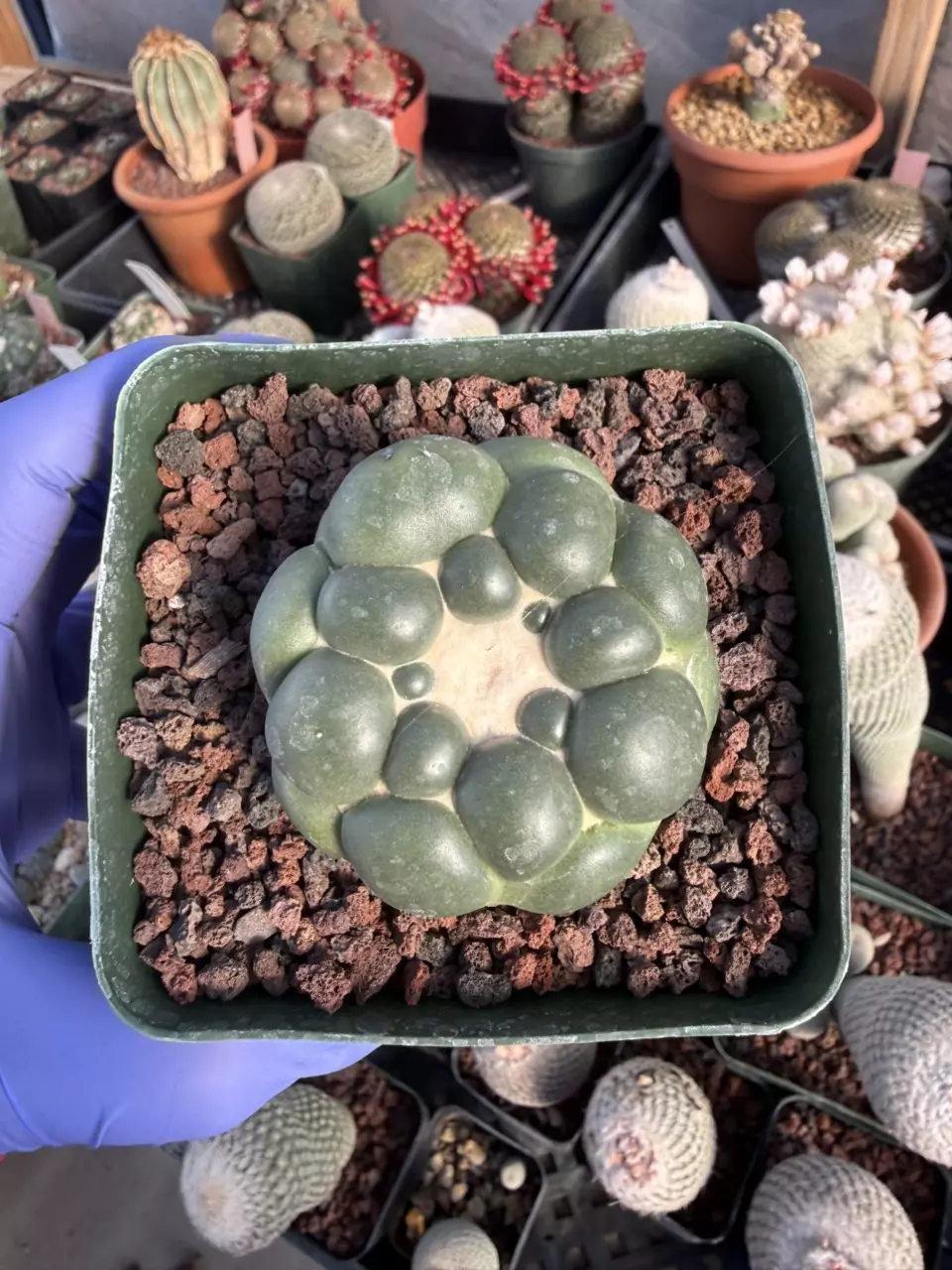 Coryphanta Elephantipes inermis seed grown 3.25" pot thumbnail