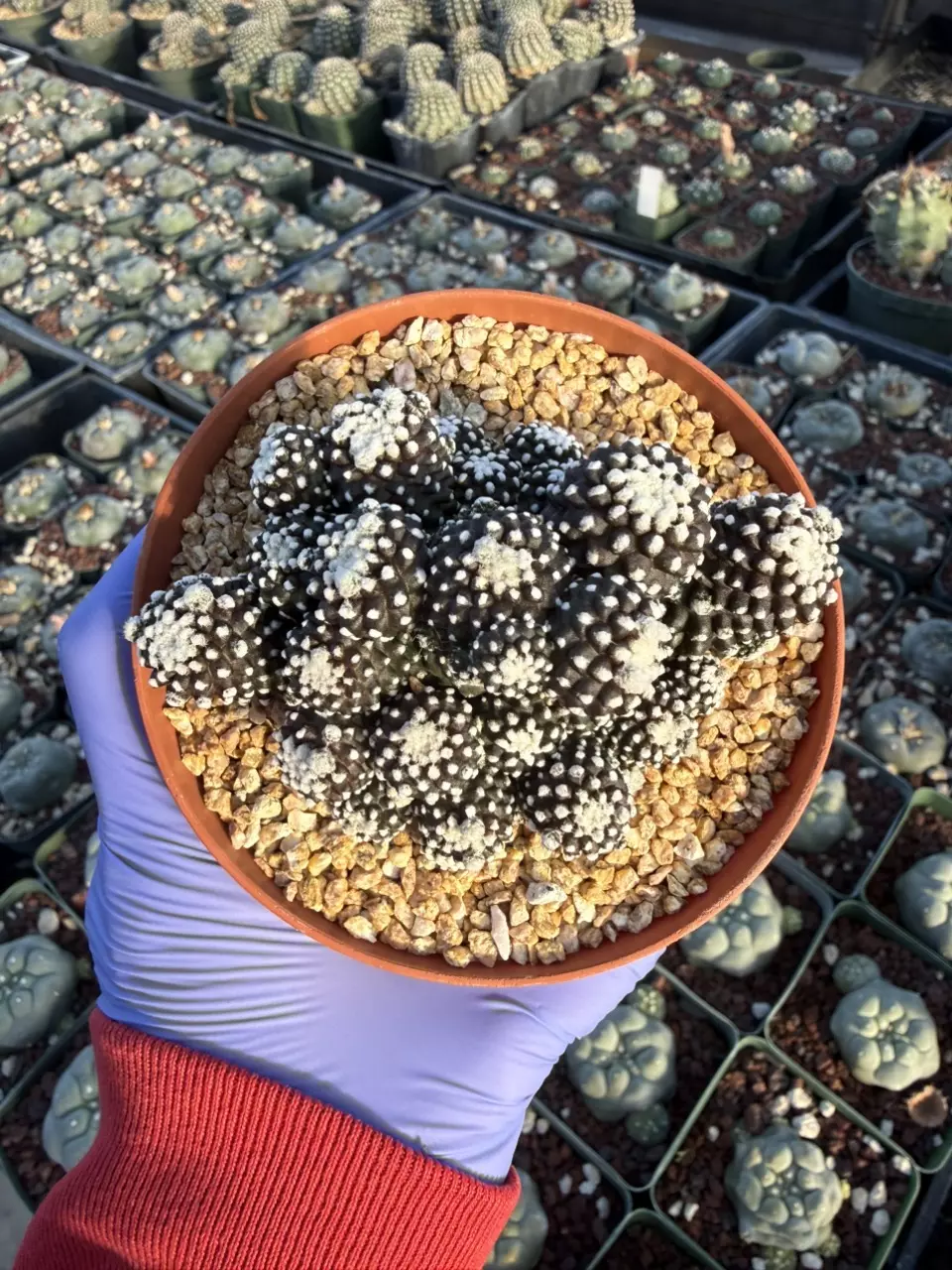 Copiapoa Tennuissima monstrose 4" pot thumbnail