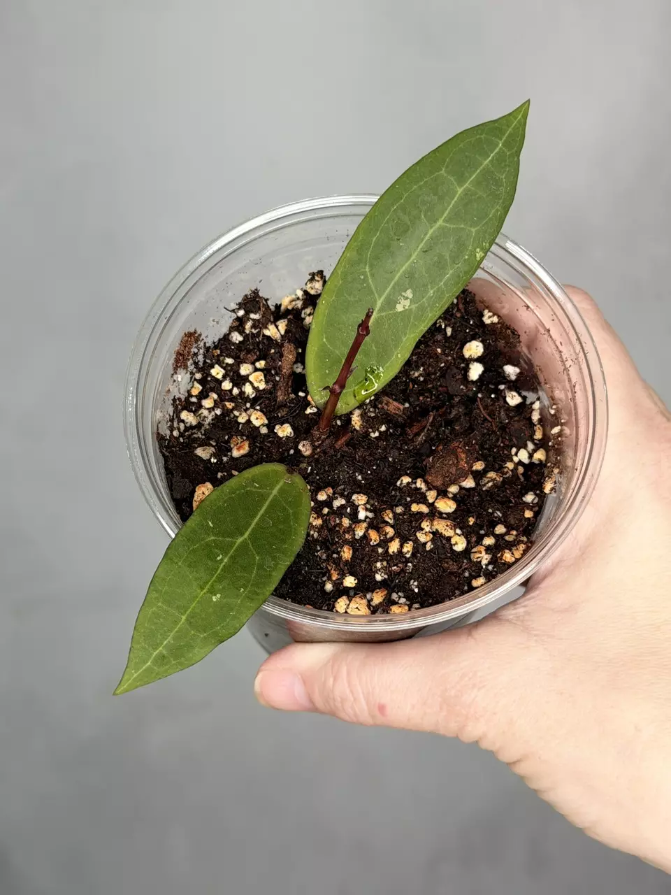 Hoya ‘Love Affair’ GTX01-01 thumbnail