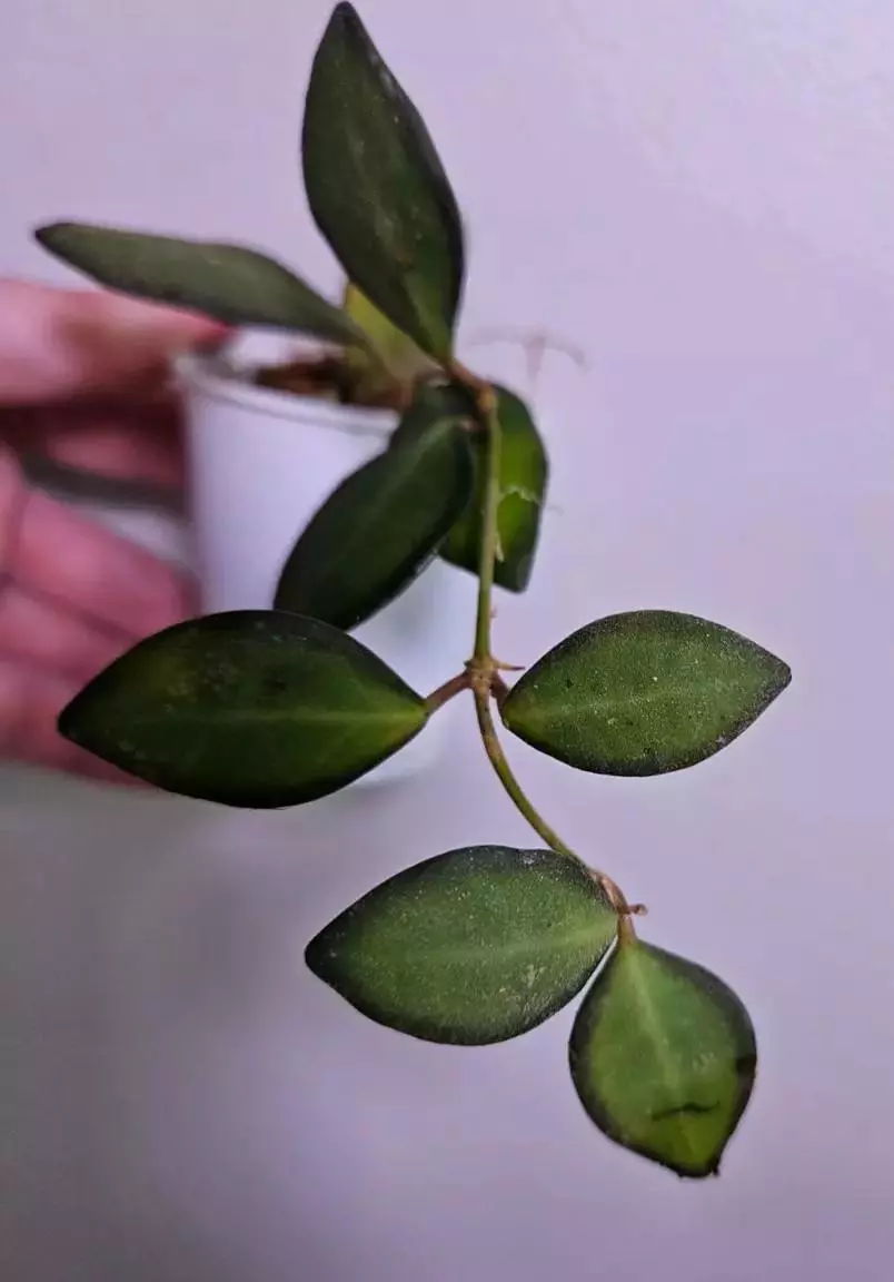 Hoya Rosita x Memoria thumbnail