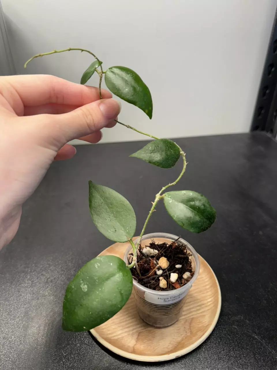 Hoya Caudata Sumatra  thumbnail