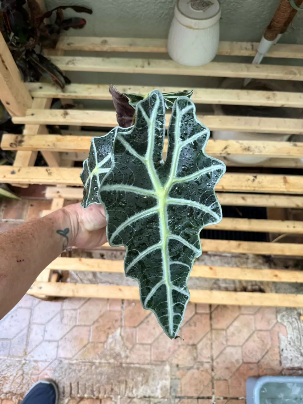 Alocasia Amazonica Bambino, African Mask Plant, Narrow Arrowhead Leaves, Large thumbnail