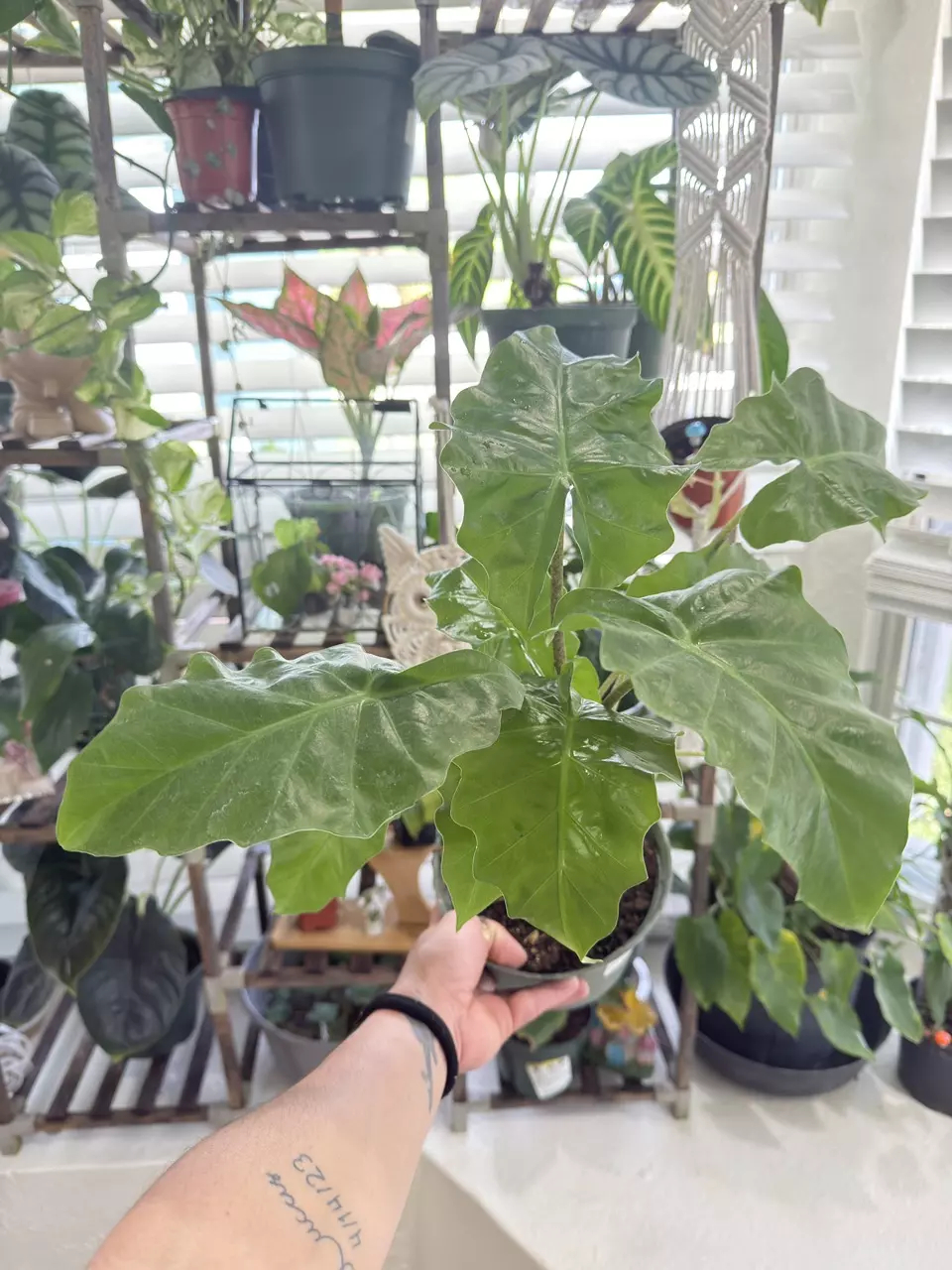 Alocasia odora, or Upright Elephant Ear thumbnail