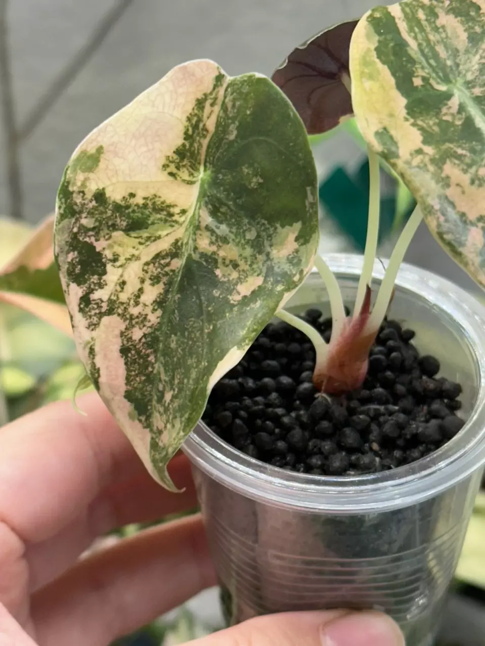 Sedenii Aurea Peach 🍑 thumbnail