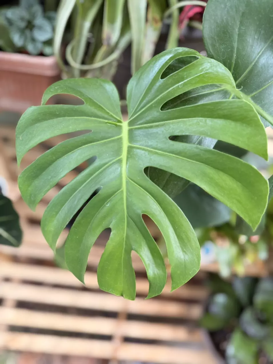 Monstera Deliciosa Plant Large | Swiss Cheese | Split Leaf Indoor Tropical 🌴 thumbnail