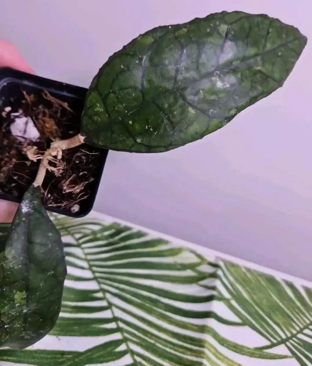 Hoya Callistophylla Kalimantan thumbnail