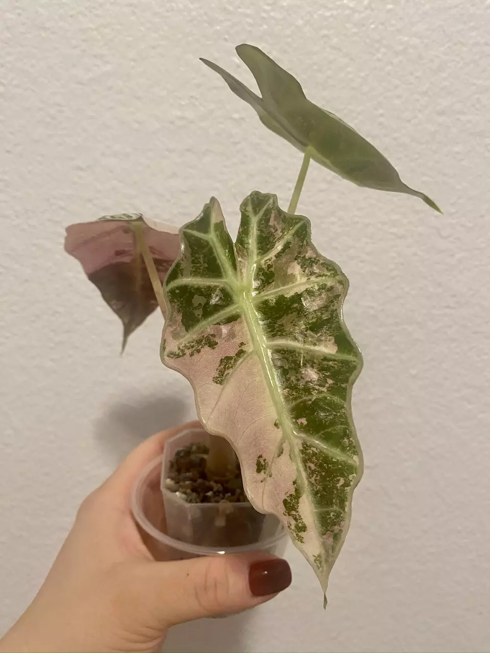 #2 - Alocasia Pink Amazonica Corm - A thumbnail