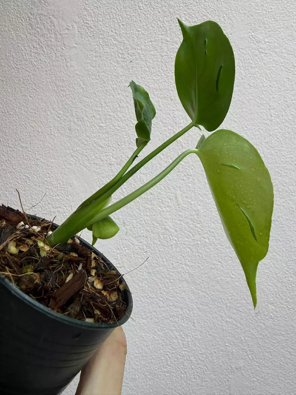 SUPER SALE Monstera tattoo plug 2.5” thumbnail