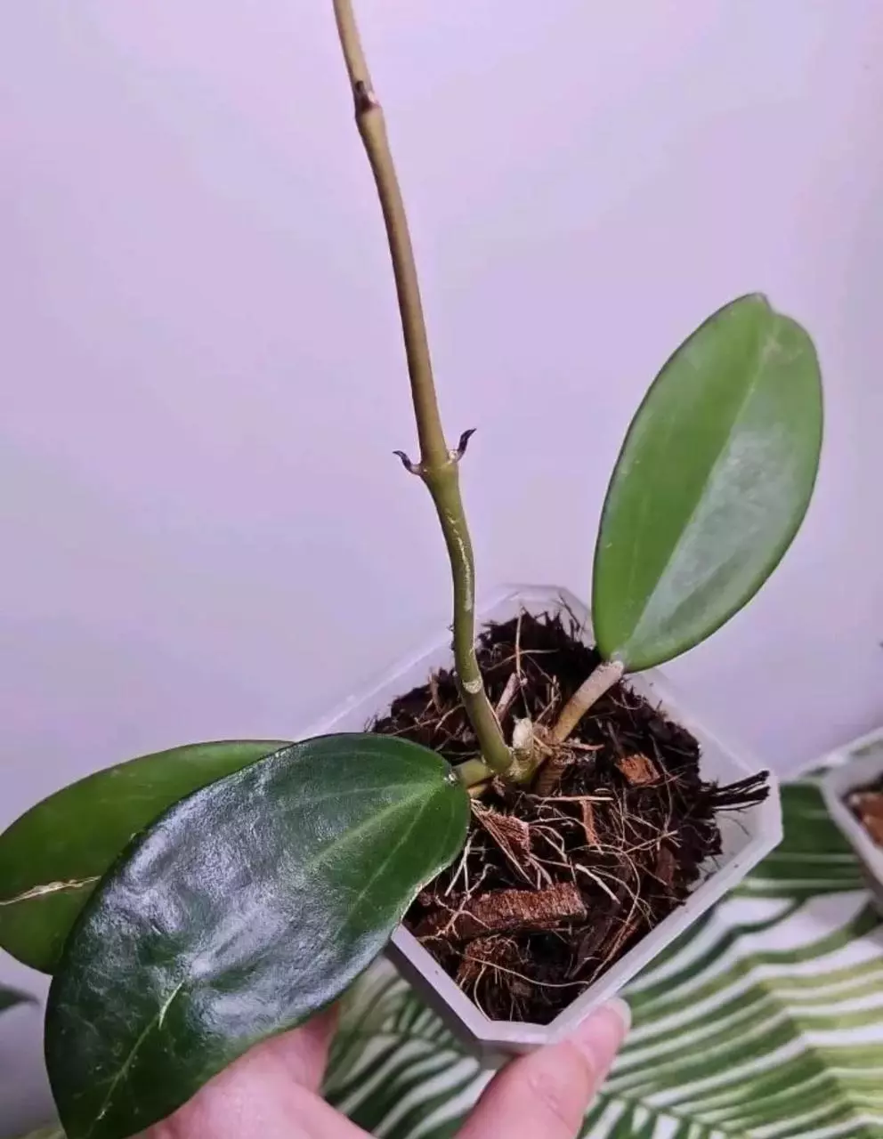 Hoya Lost Tag thumbnail