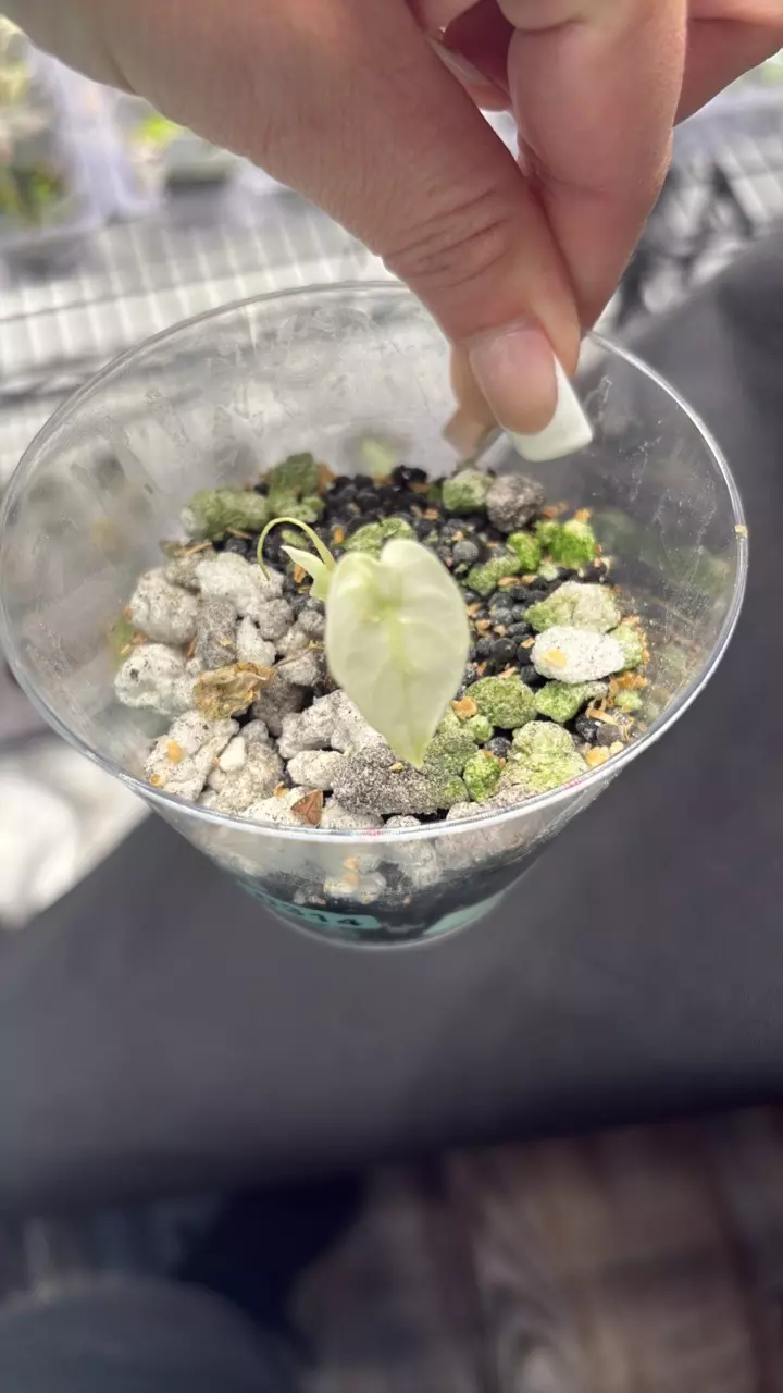 Jolly add on wats thumbnail