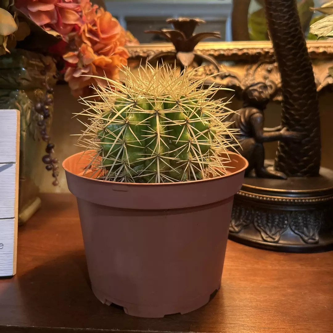 Golden Barrell Cactus thumbnail