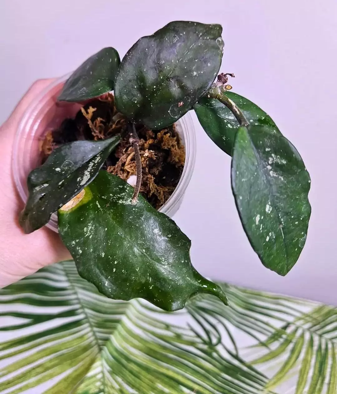 Hoya Dasyantha Solash thumbnail