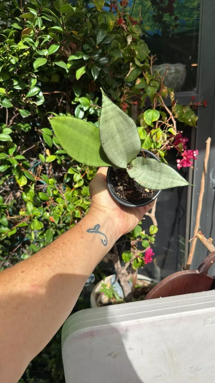 Moonshine Sansevieria Plant | Silver Snake Plant, Easy Care (4" Pot) thumbnail