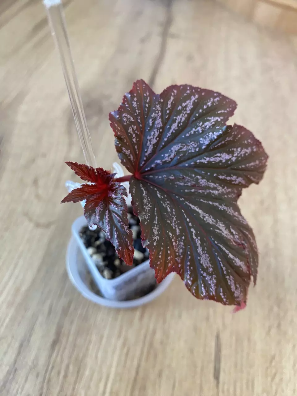 #56 - Begonia Bobby Price pup thumbnail