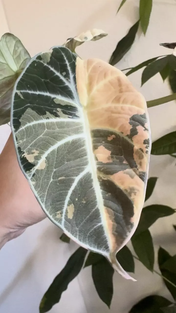 Corm - Alocasia Ninja Pink Albo thumbnail