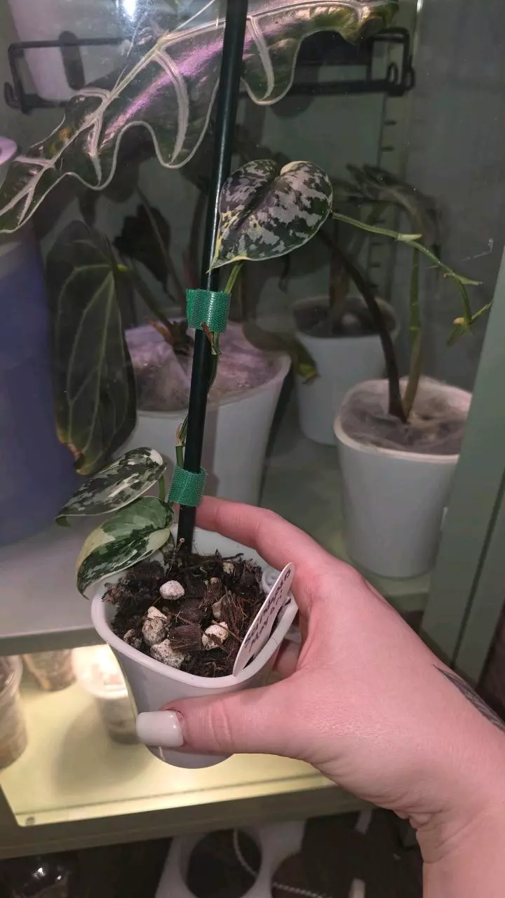 Scindapsus Mayari *Well Rooted* *Exact Plant* thumbnail