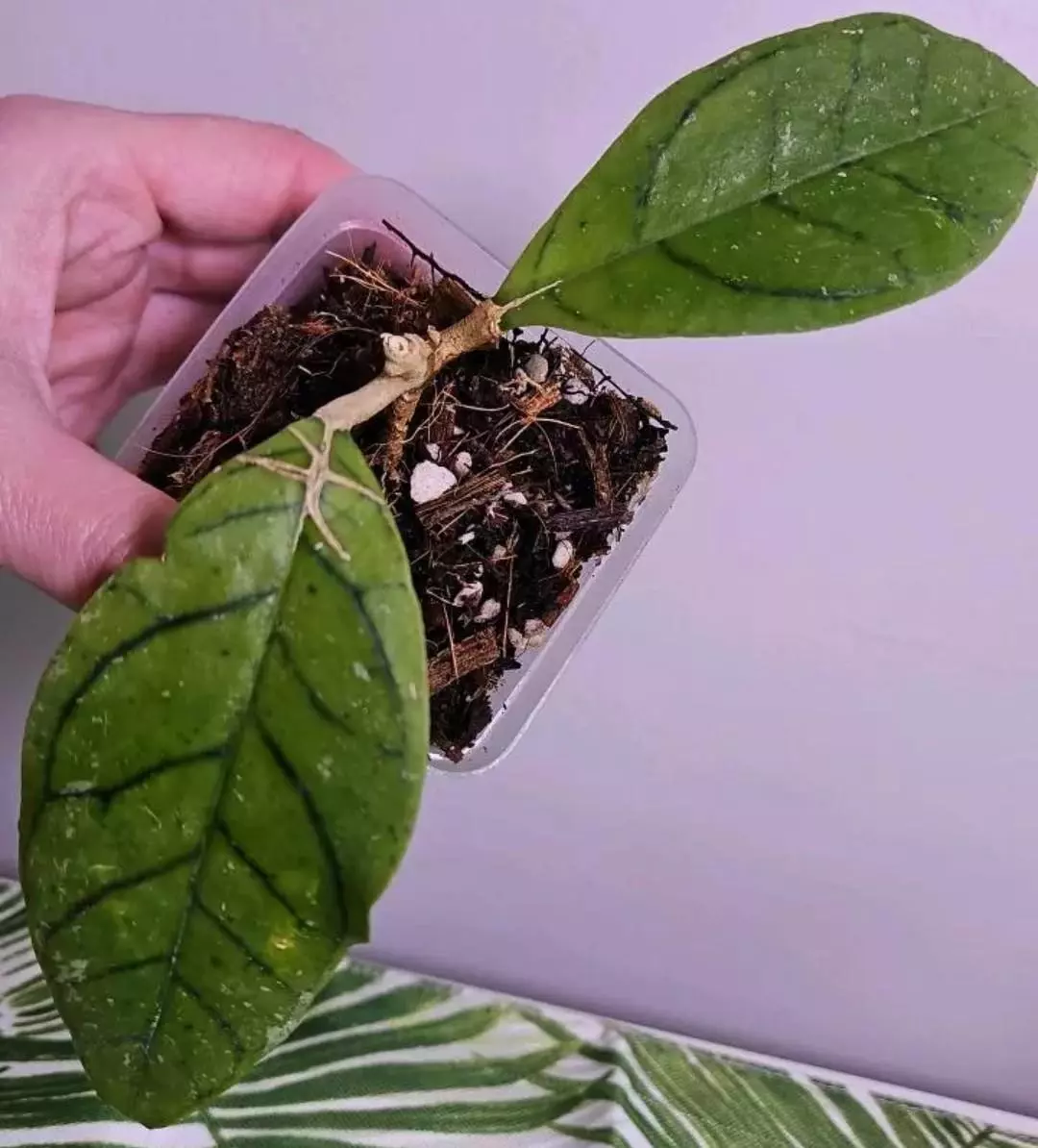 Callistophylla Giant thumbnail