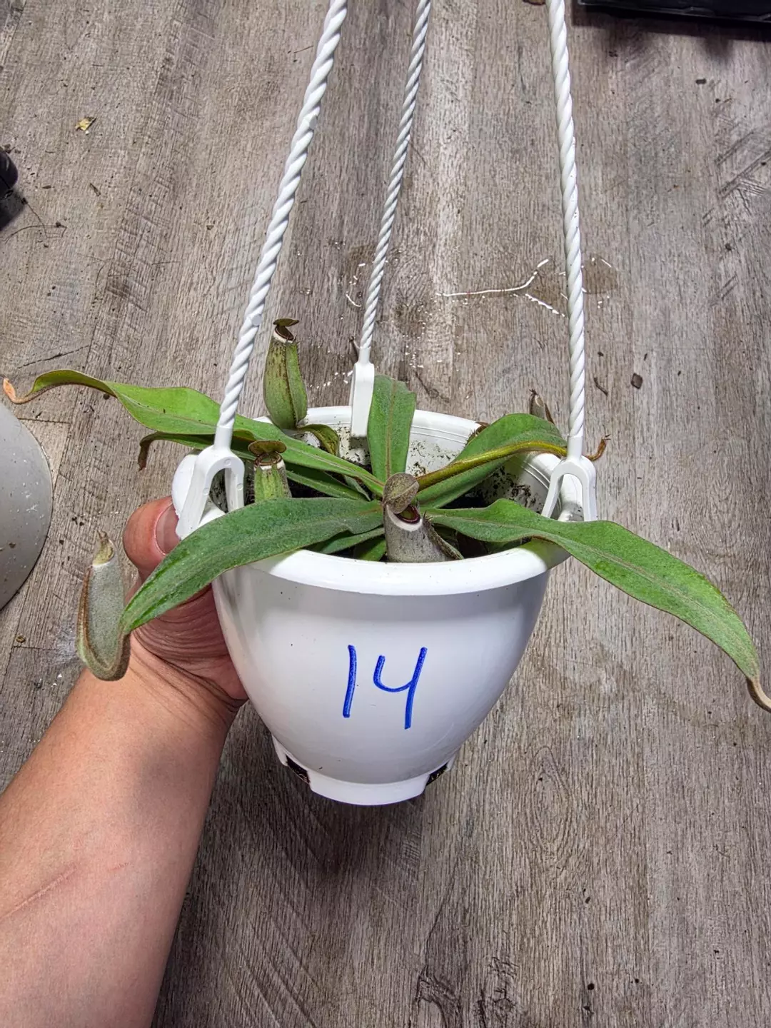 4.5" HB Nepenthes Albomarginata #14 thumbnail