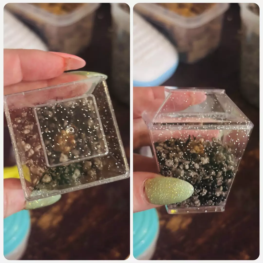 Corm cups 12 for $12. thumbnail