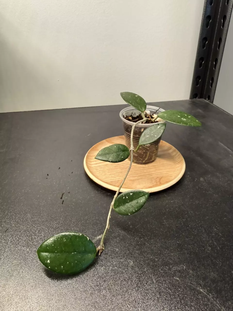 Hoya Wilbur Graves Russia thumbnail