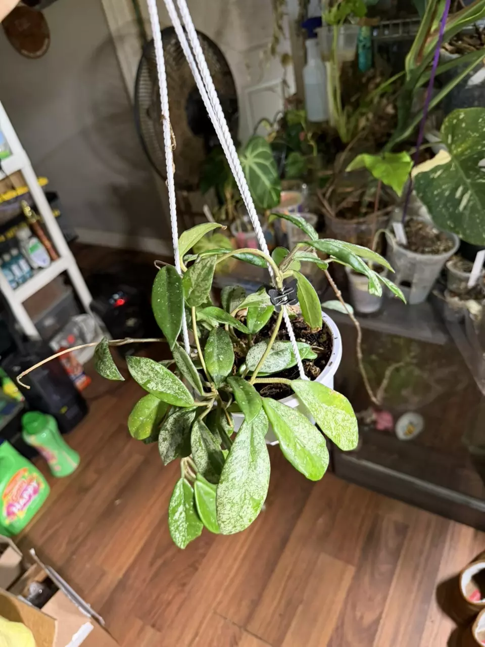 Hoya Wilber graves China thumbnail