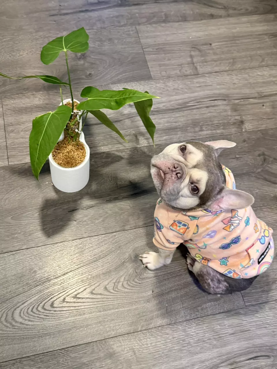 Seedling Insulation thumbnail