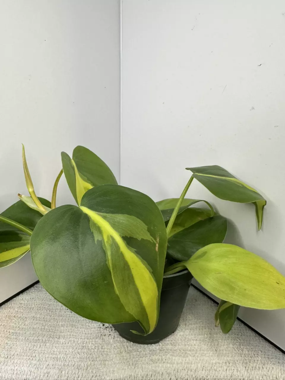 Philodendron brasil thumbnail