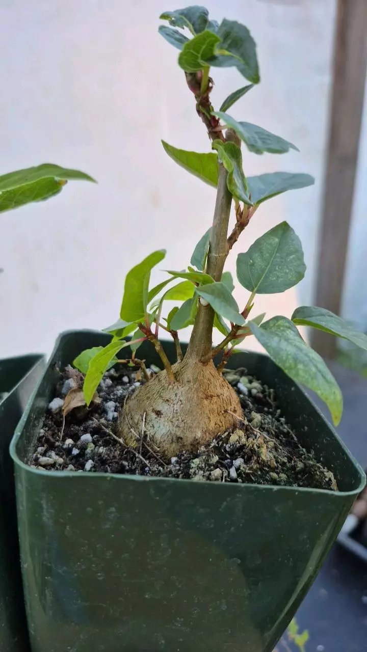 F8 Ficus palmeri thumbnail