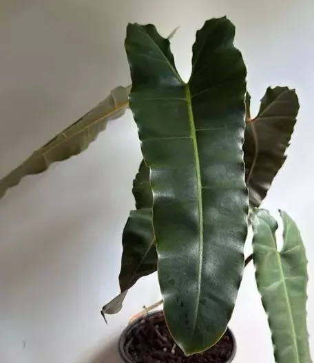 Philodendron Black Billietiae thumbnail