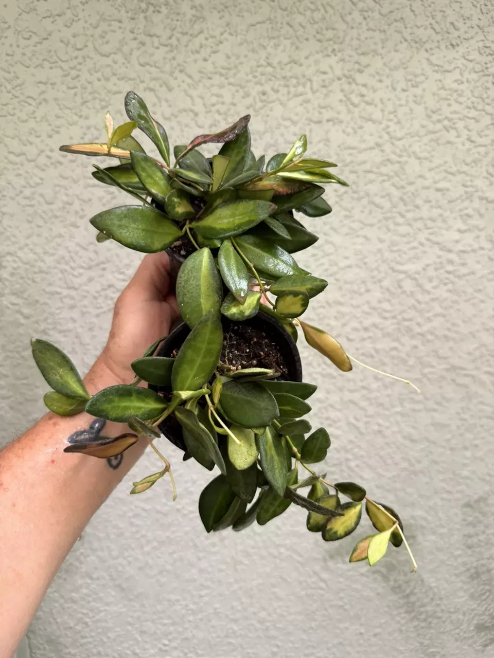 Highly Variegated Sea Stones Hoya Plant: Easy Care Trailing Houseplant 4" pot thumbnail