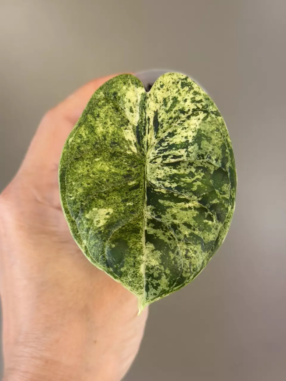 570 Dragon Scale Mint thumbnail