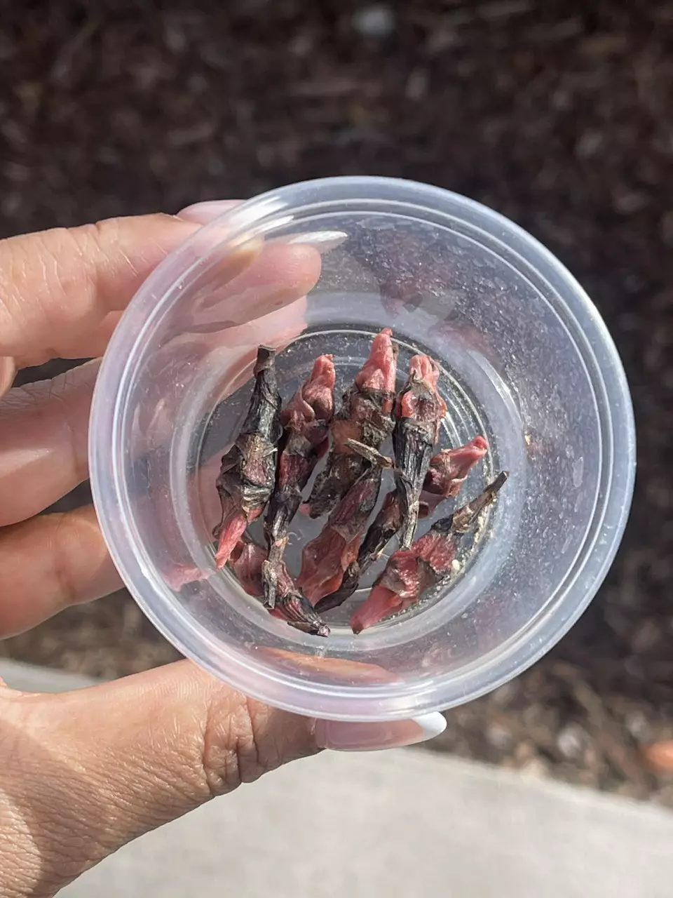 Pink Dragon Corms thumbnail
