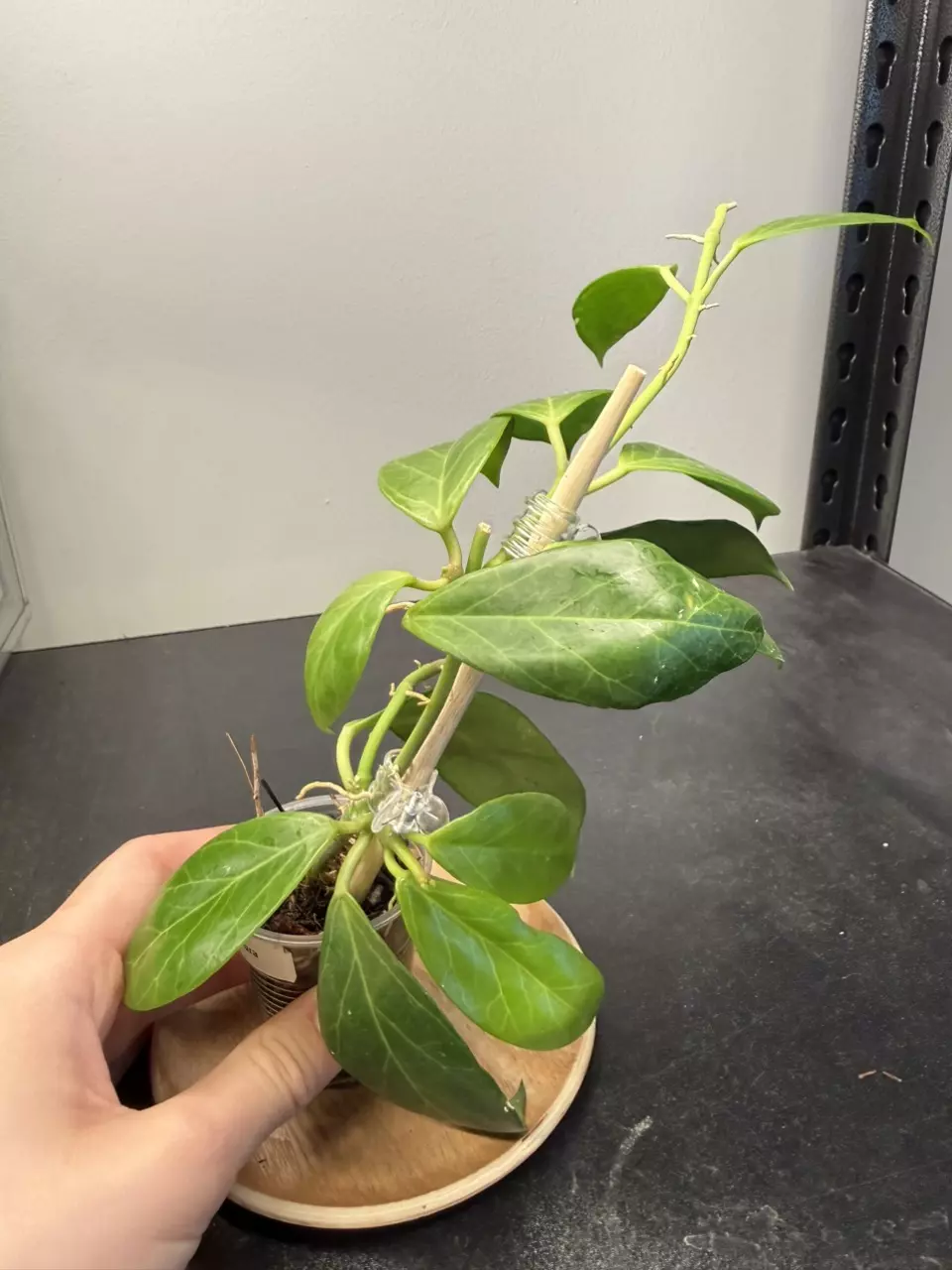 Hoya Obscura  thumbnail