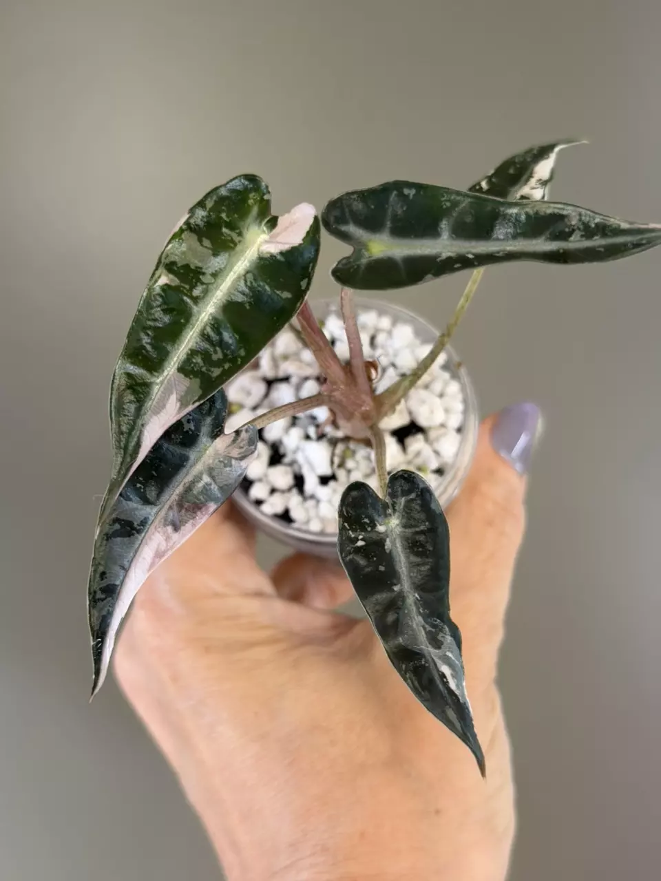 575 Alocasia Pink Bambino thumbnail