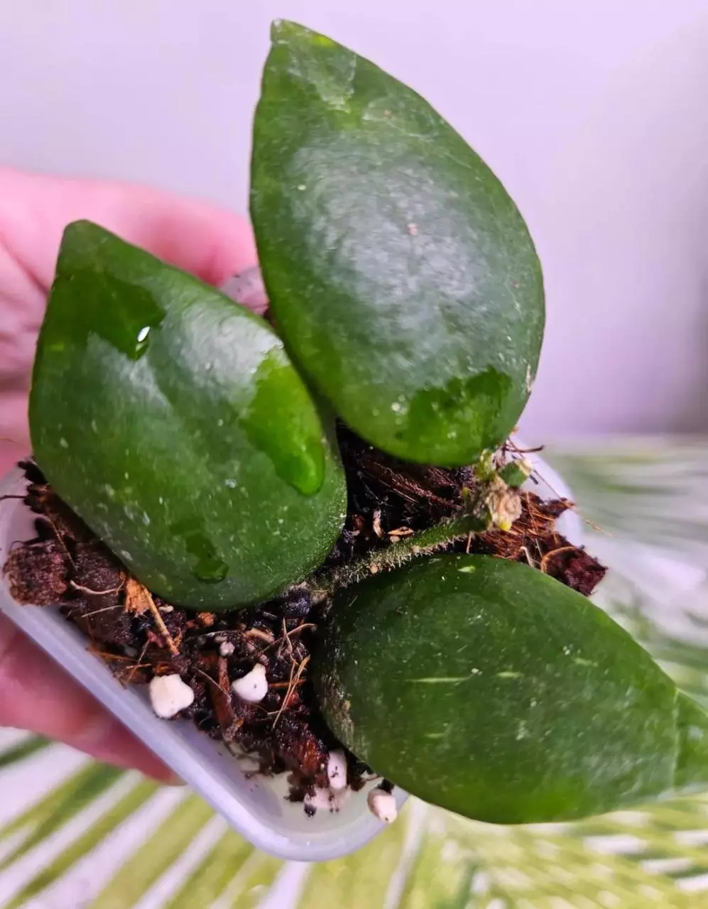 Hoya Aeschynanth thumbnail
