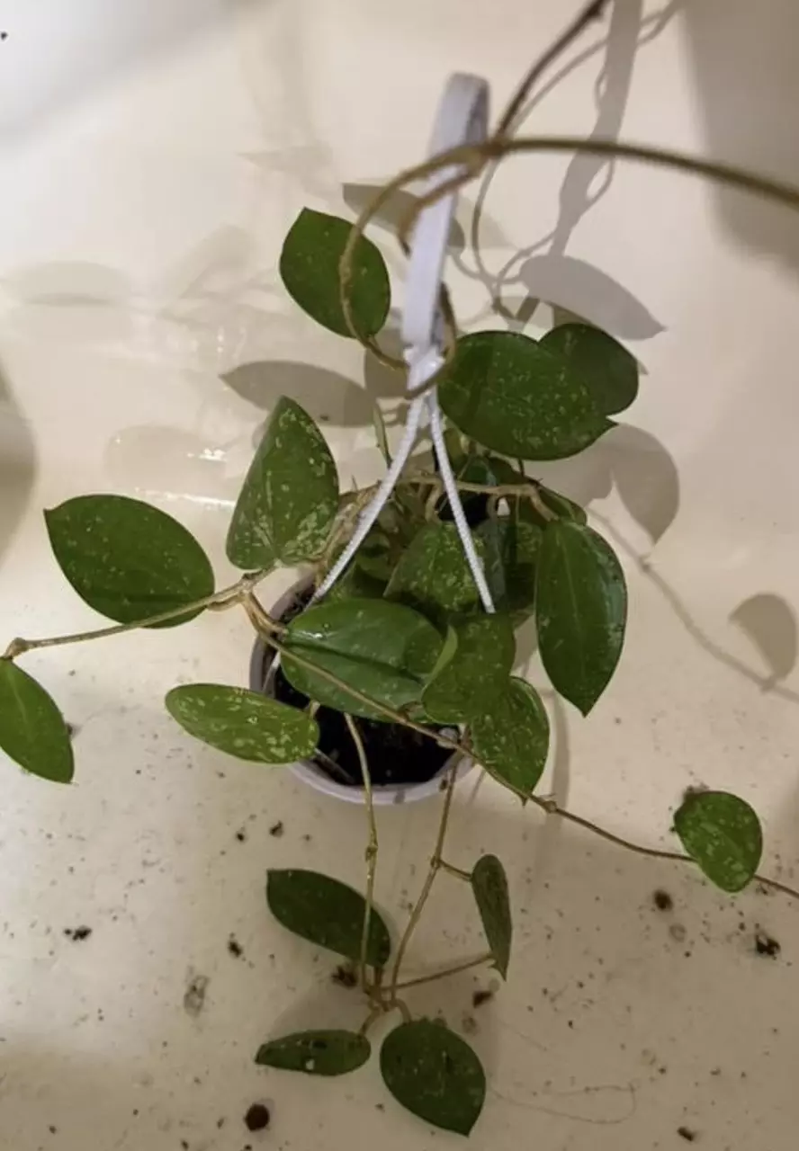 Heart splash Hoya thumbnail