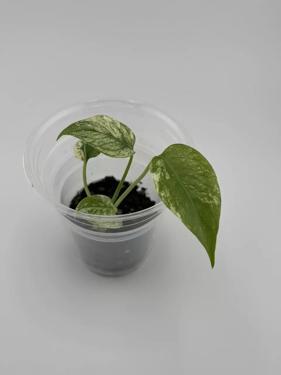 Monstera White Monster Pup thumbnail