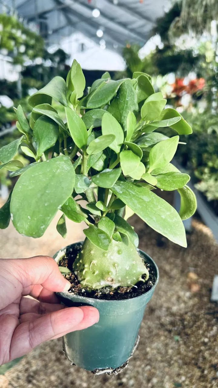 Maze/Ant plant with large Caudex thumbnail