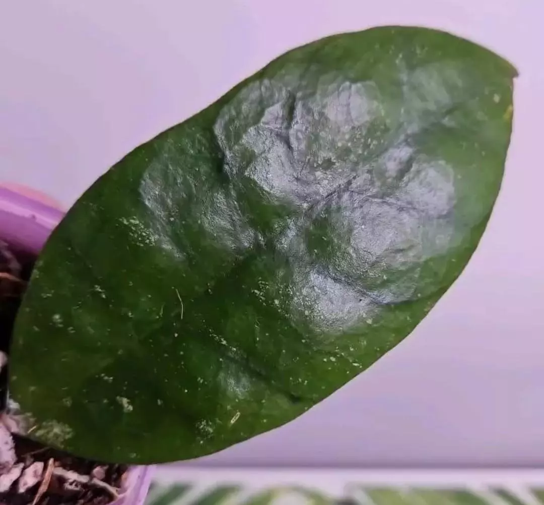 Hoya NAP 038 thumbnail