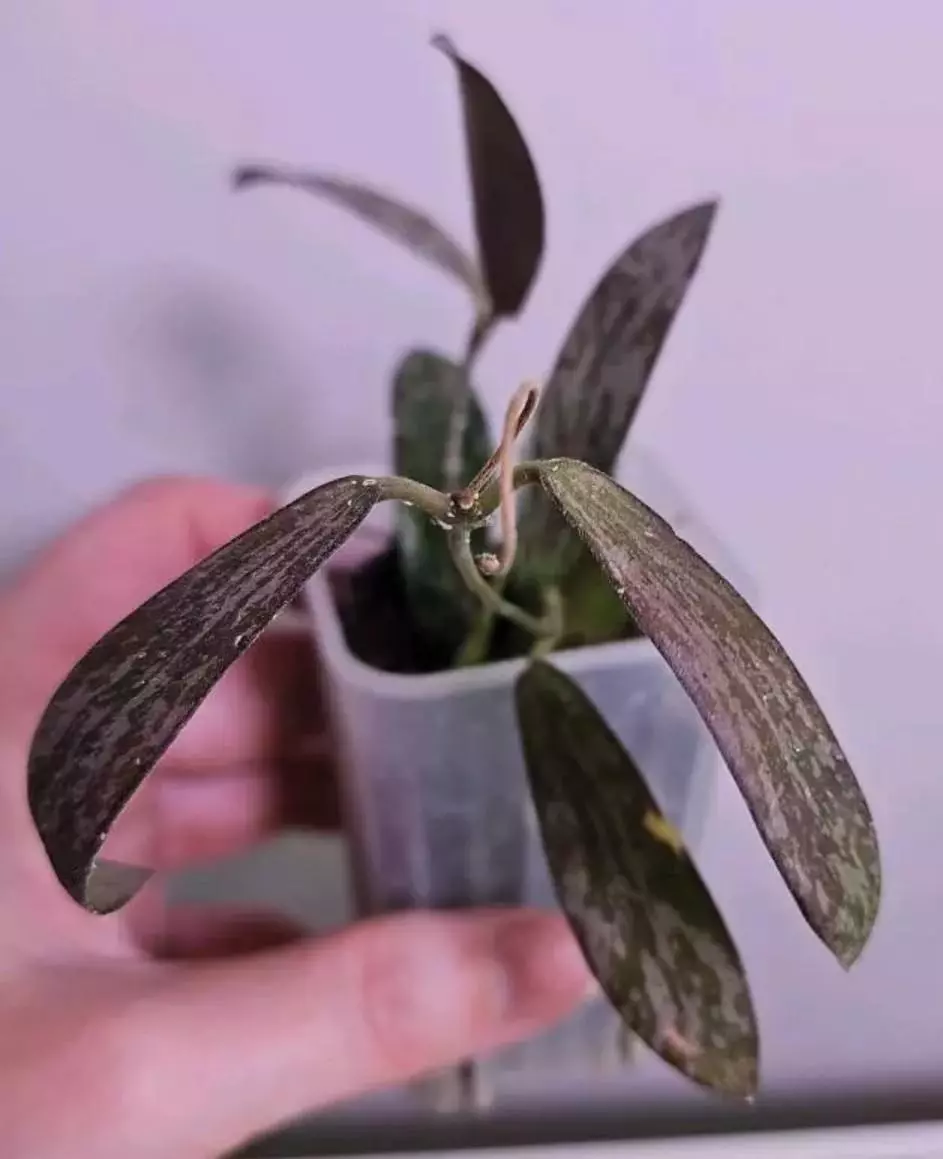 Hoya Sigillatis Narrow thumbnail