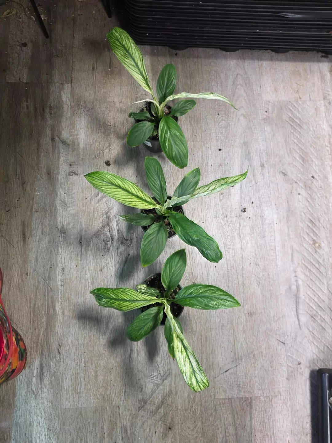 3.5" Spathiphyllum sensation variegated thumbnail